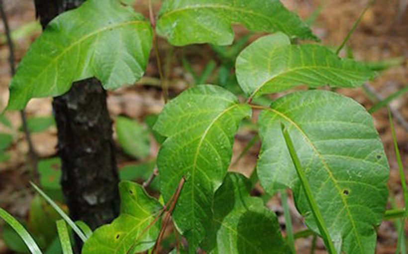 The Evil Weed: Poison Ivy in the Garden