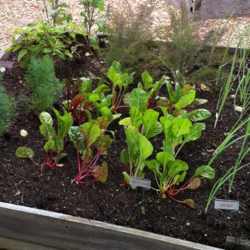 Chard and herbs growing in raised bed garden