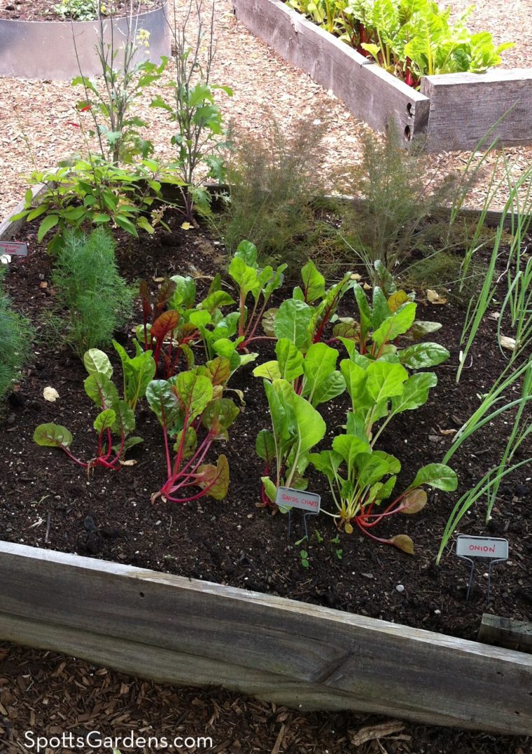 Chard and herbs growing in raised bed garden