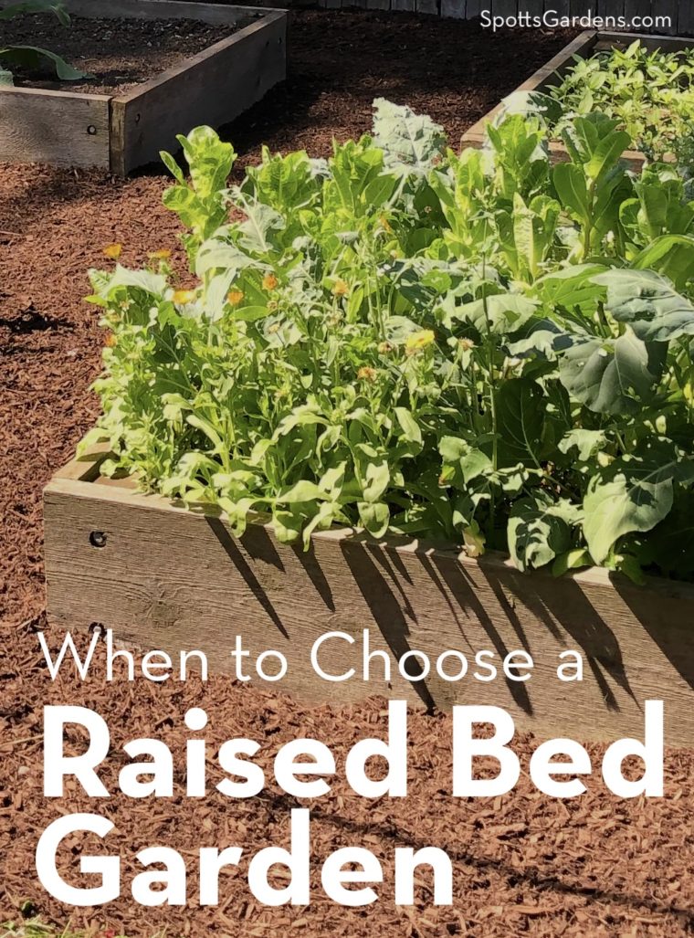 What can you grow in raised garden beds?