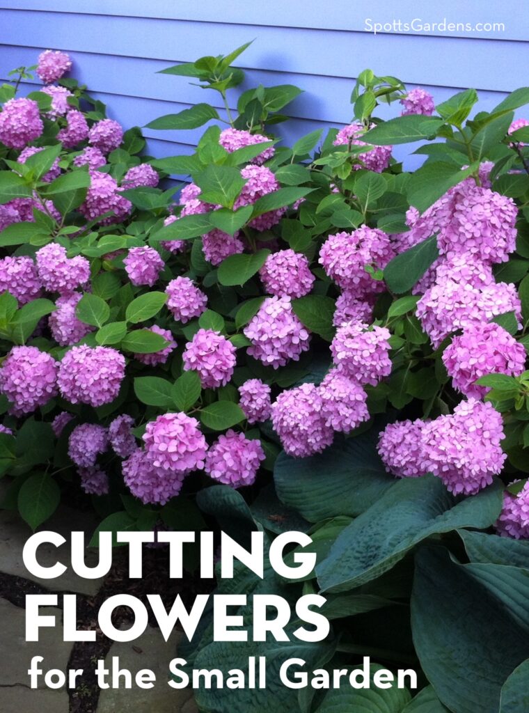 Cutting Flowers for the Small Garden