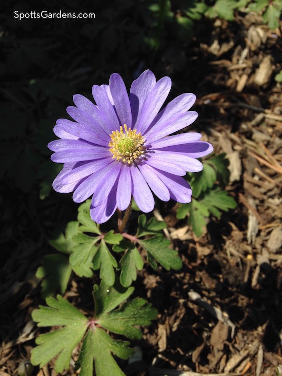 Spring blooming anemone