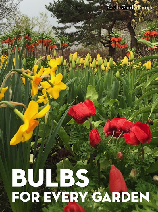 Bulbs for Every Garden