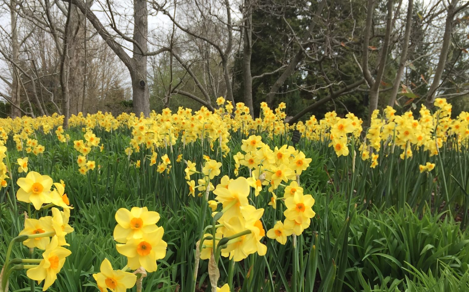Daffodil field feature Spotts Garden Service