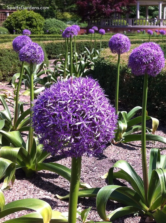 Giant allium bulbs