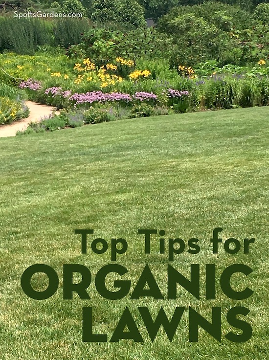 Top Tips for Organic Lawns