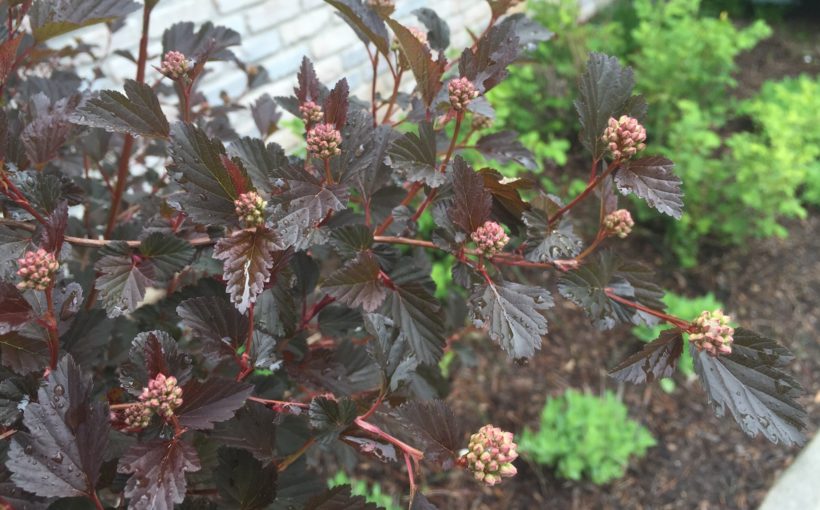 Shrubs to Prune in Spring for the Best Blooms