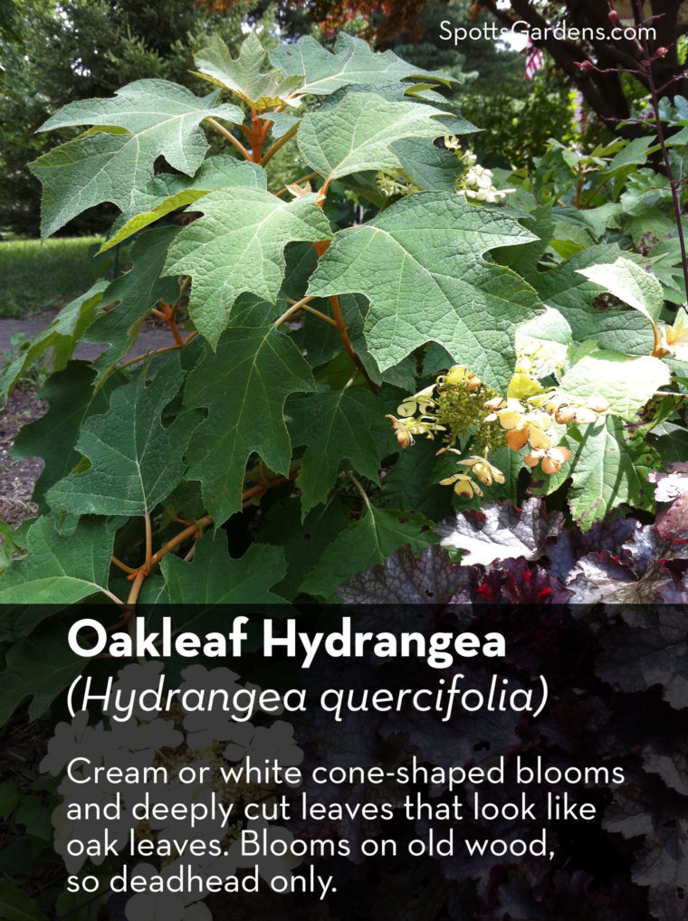 Oakleaf hydrangea (Hydrangea quercifolia)