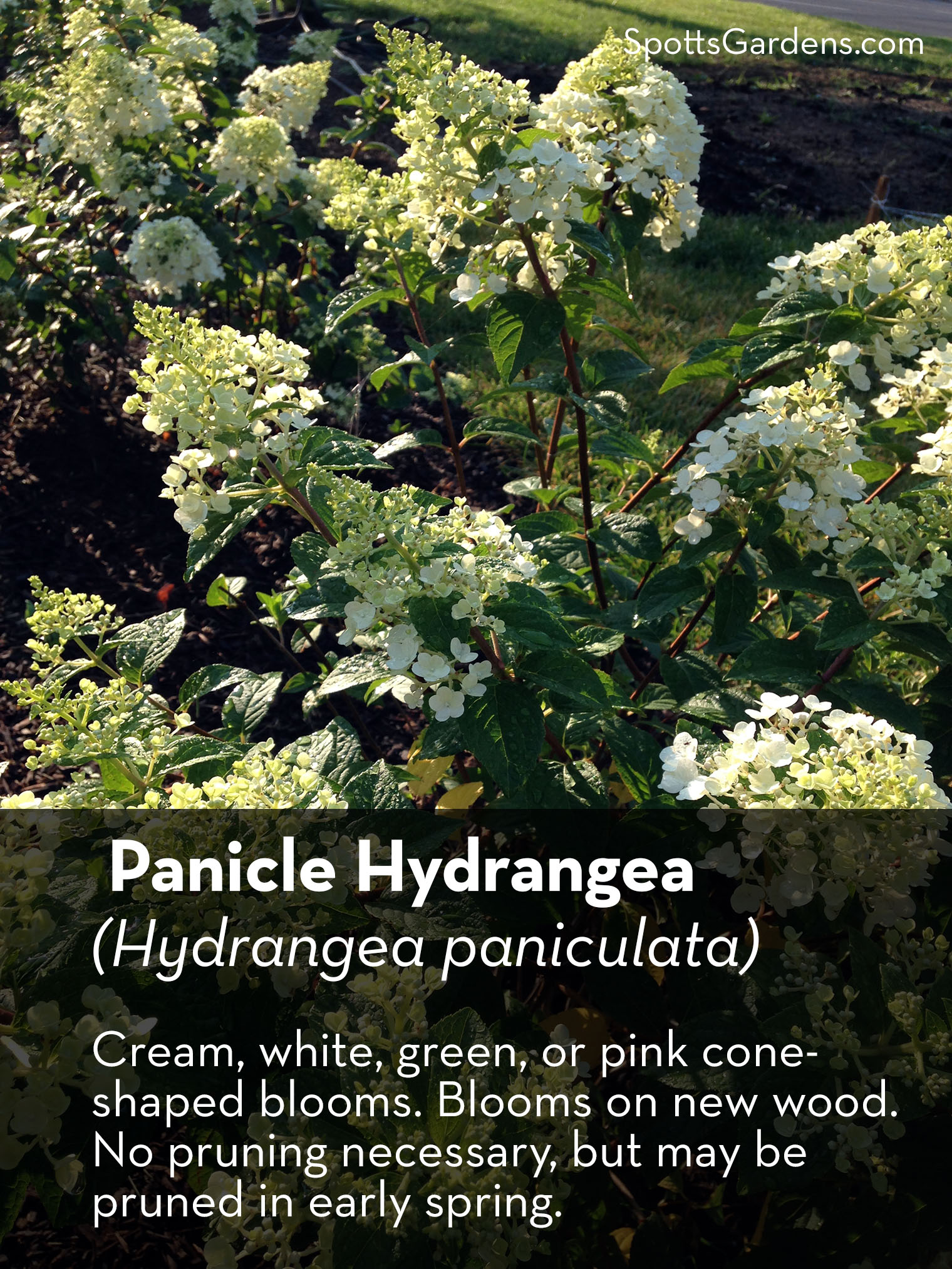 Panicle Hydrangea (Hydrangea paniculata)