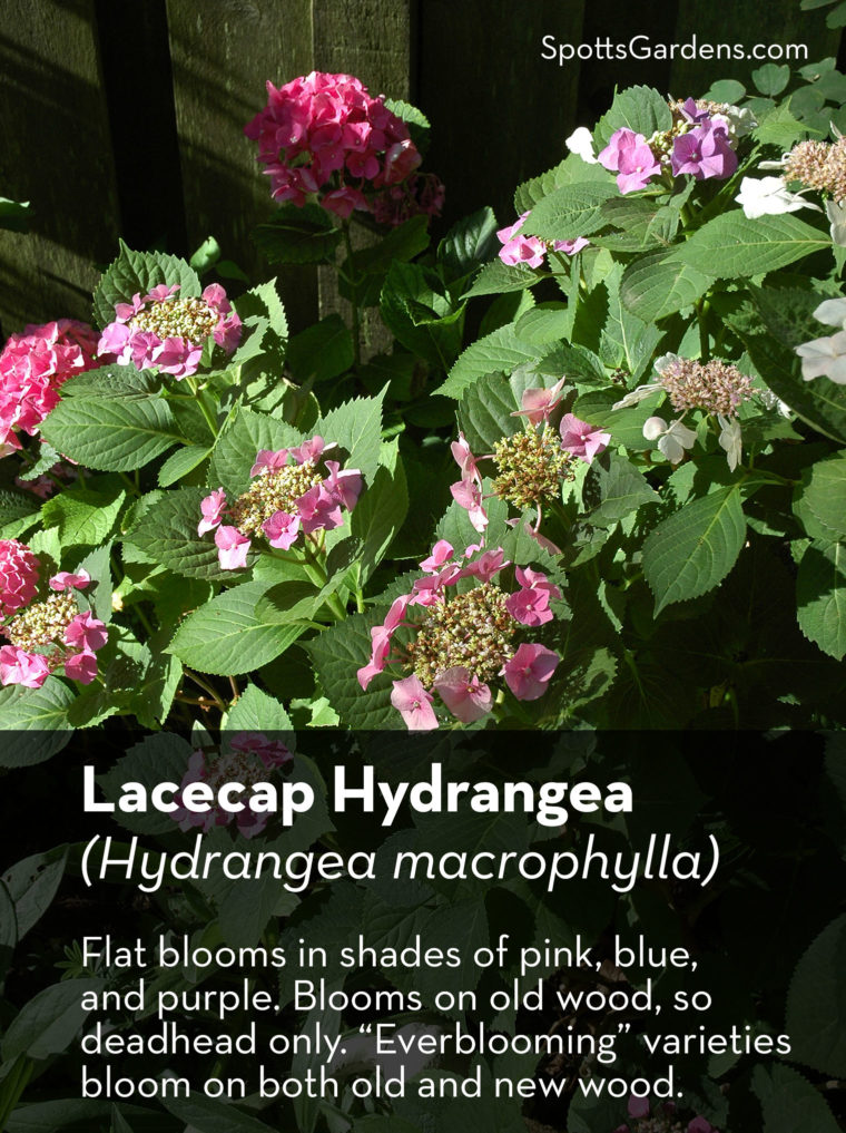 Lacecap Hydrangea (Hydrangea macrophylla)