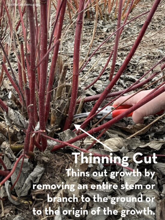 Thinning cut thins out grows by removing an entire stem or branch to the ground or to the origin of the growth.