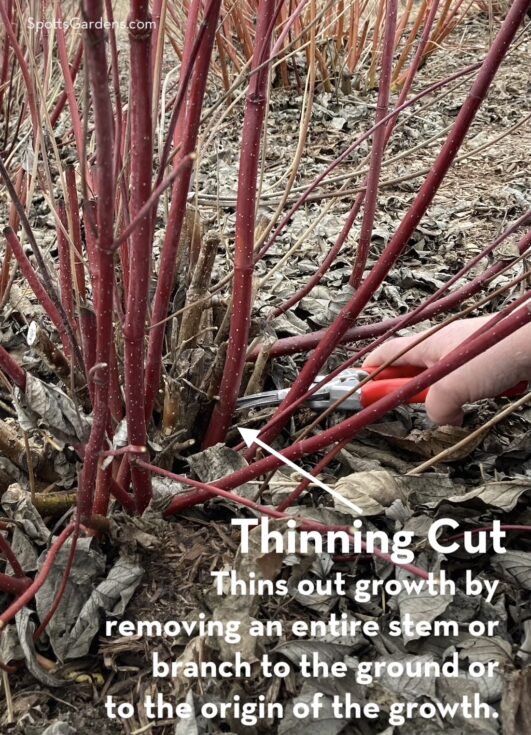 Thinning cut thins out grows by removing an entire stem or branch to the ground or to the origin of the growth.