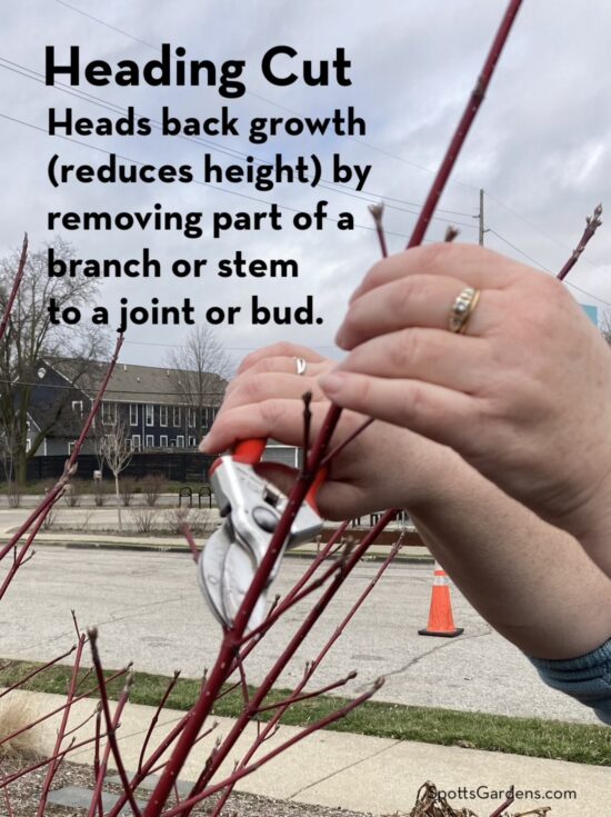 Heading cut heads back growth (reduces height) by removing part of a branch or stem to a joint or bud.