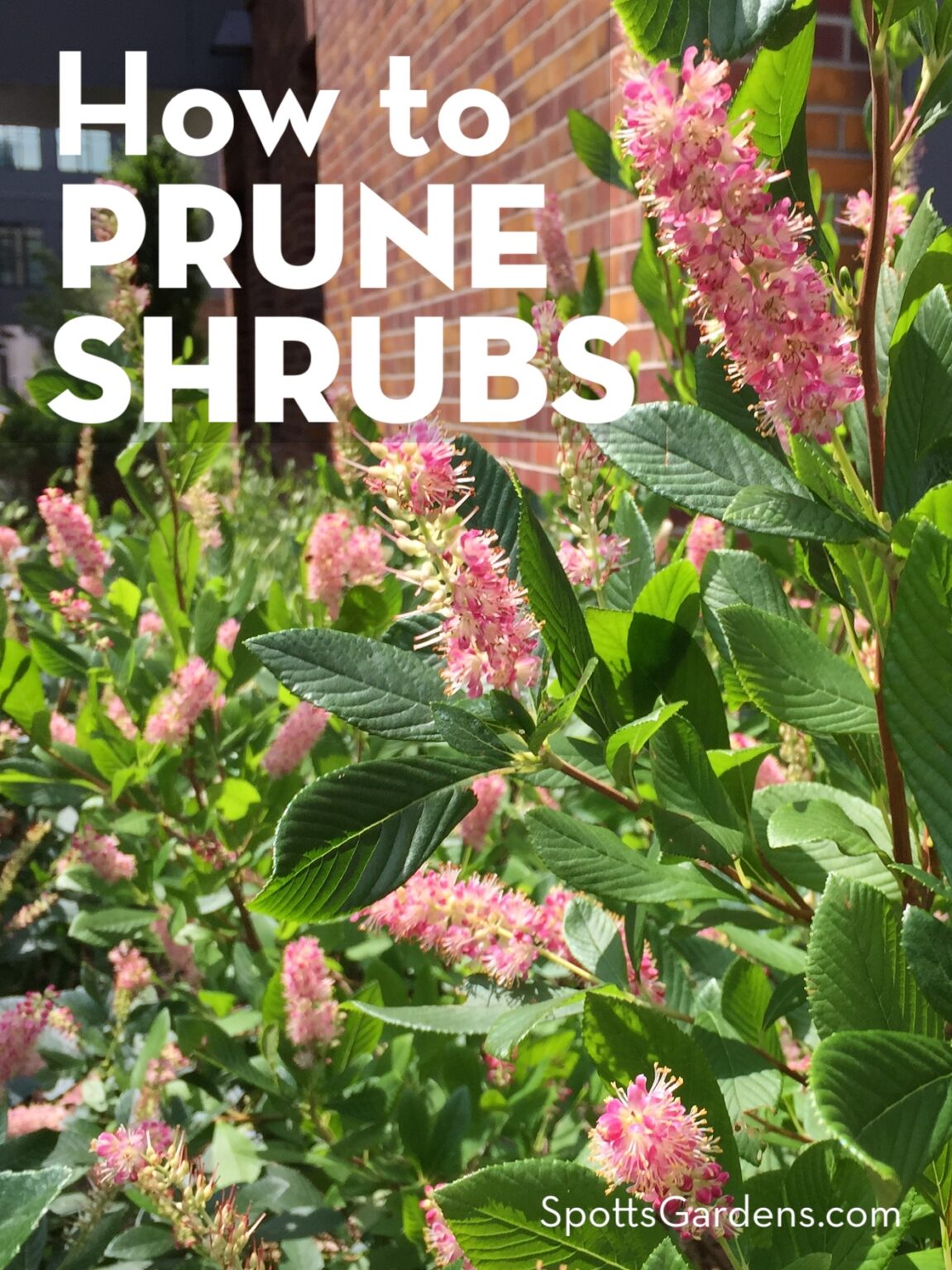 How to Prune Shrubs Spotts Garden Service