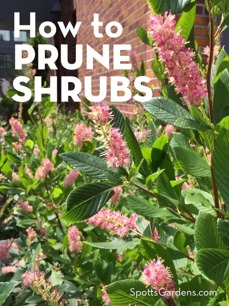 How to Prune Shrubs Spotts Garden Service