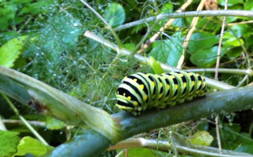 Top 5 Plants for Attracting Beneficial Insects Spotts