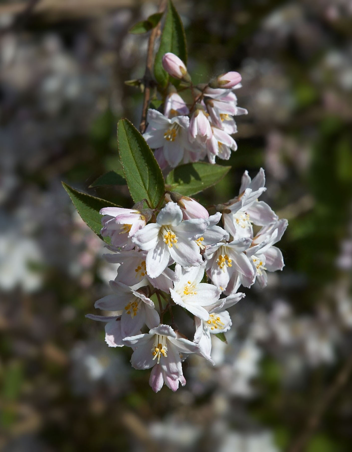 Deutzia gracilis bloom