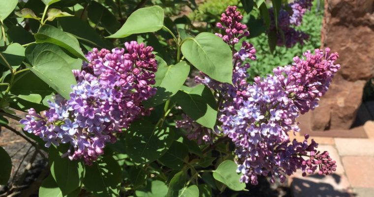 Lilac bloom spring-blooming shrub Facebook