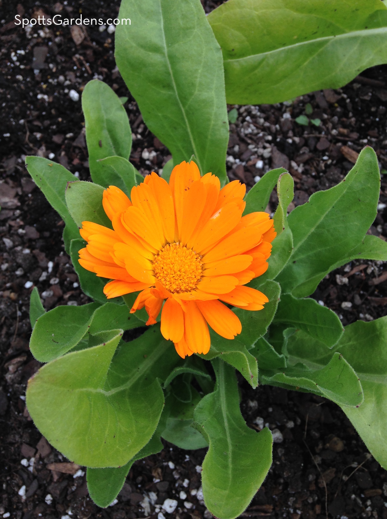 Calendula