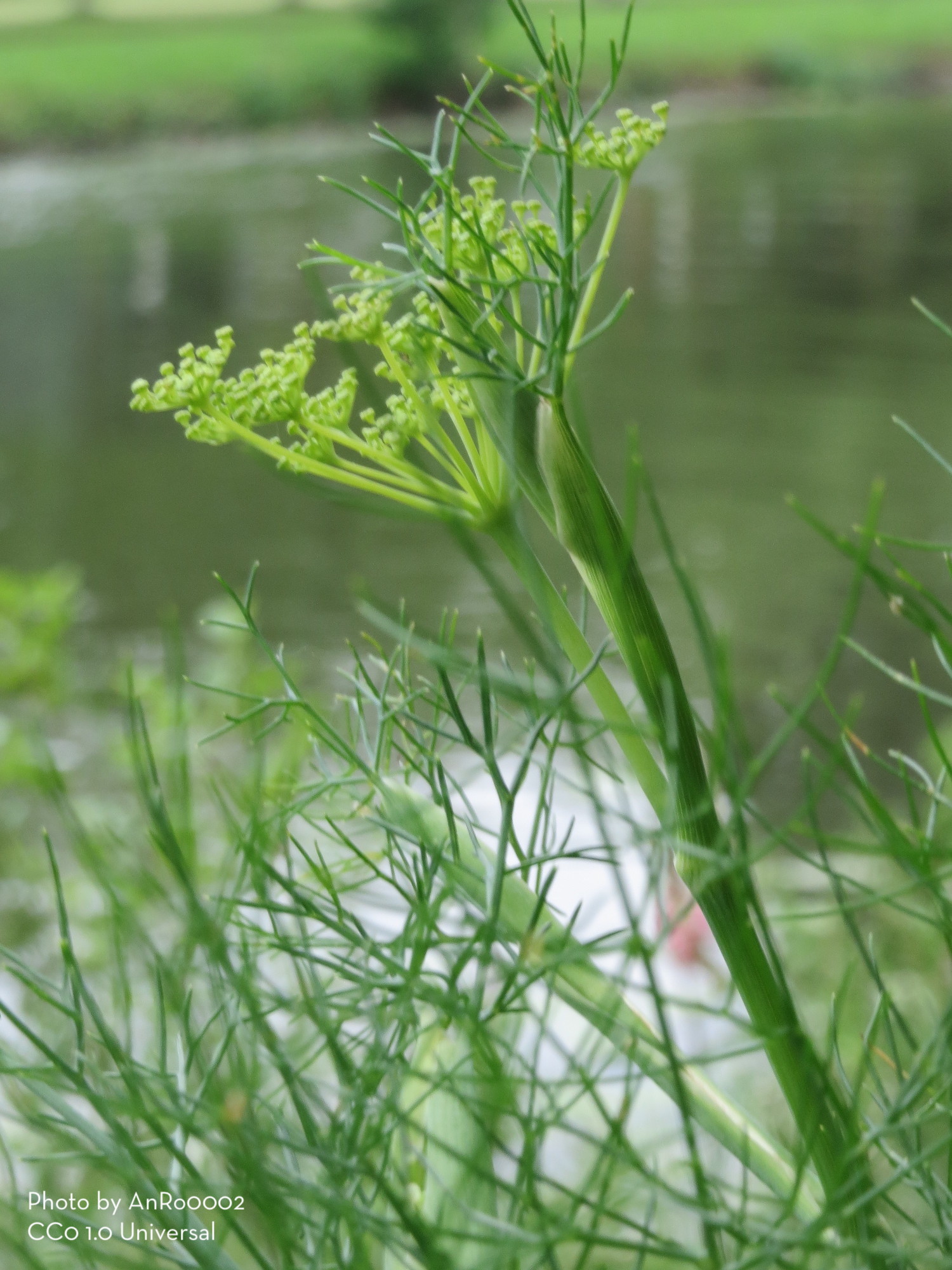 Dill plant