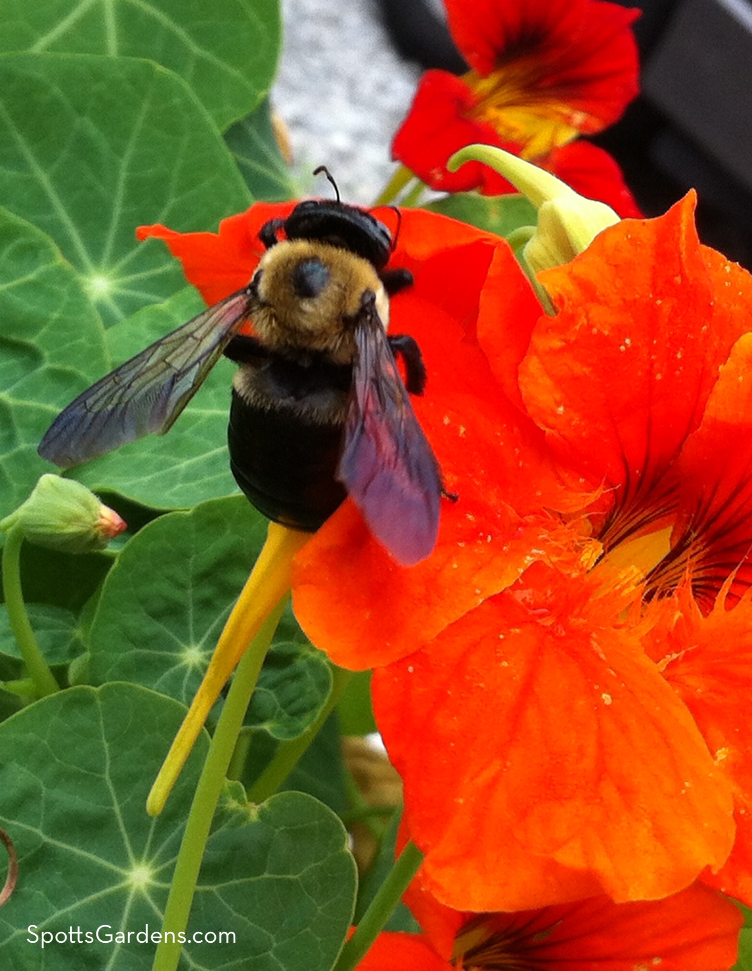 Nasturtium with bee