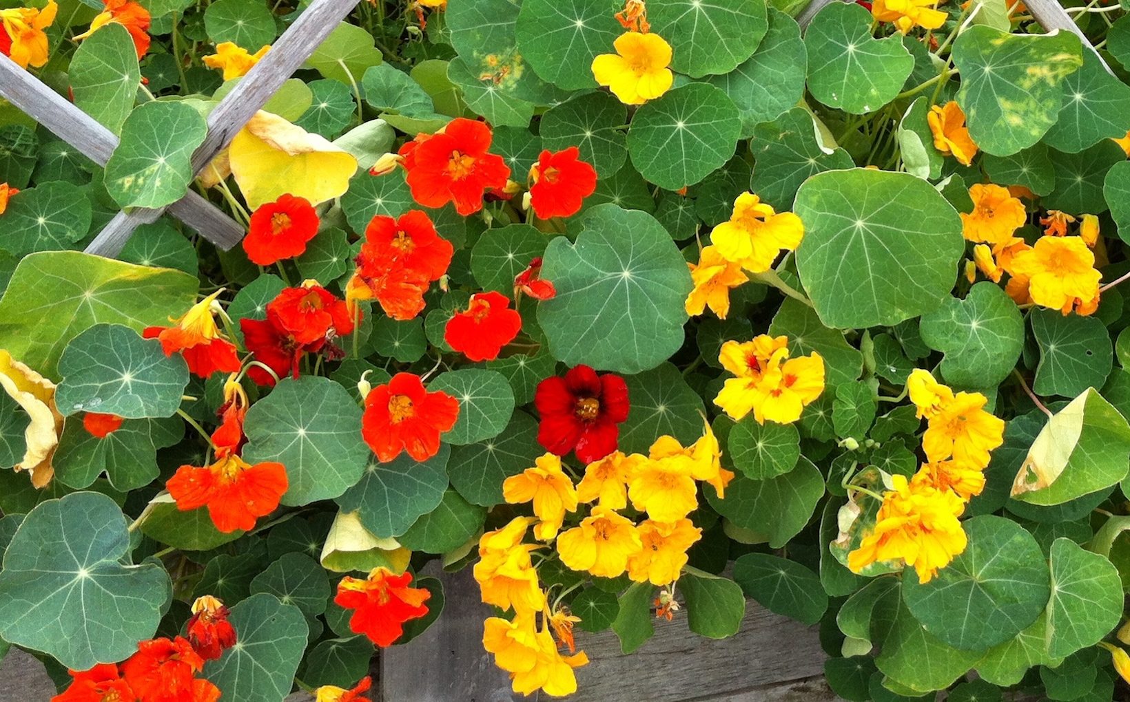 Top 5 Kitchen Garden Flowers Spotts Garden Service