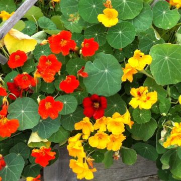 Red and yellow trumpet shaped flowers in a kitchen garden