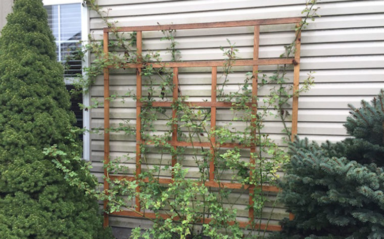 Wood trellis on a wall with rose canes growing through it