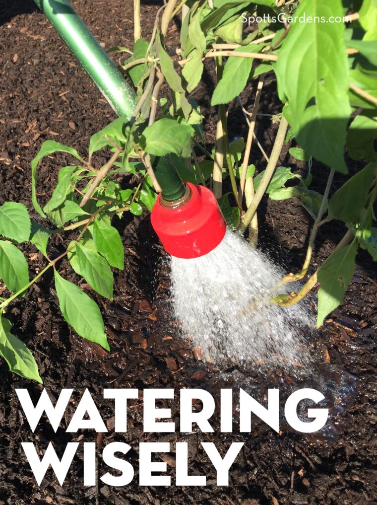 Watering Wisely