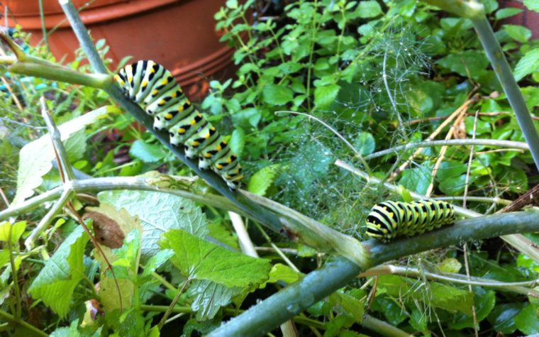 Two green and black caterpillars on plants in garden
