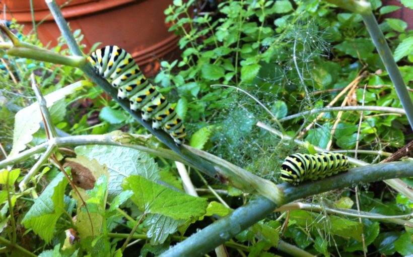 Attracting Beneficial Insects to the Garden