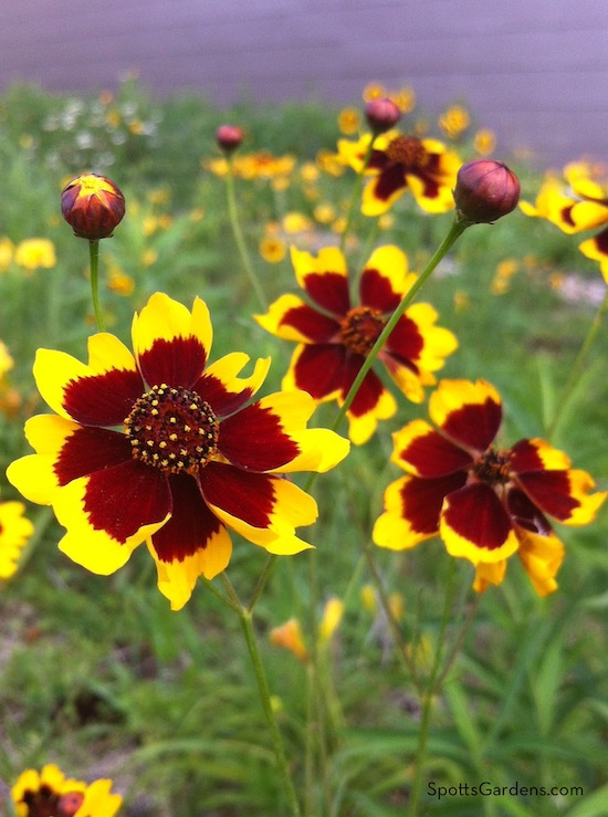 Coreopsis