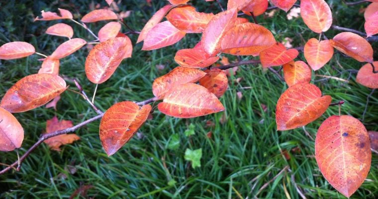 Orange serviceberry leaves