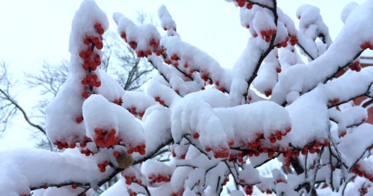 Snow on red winterberries