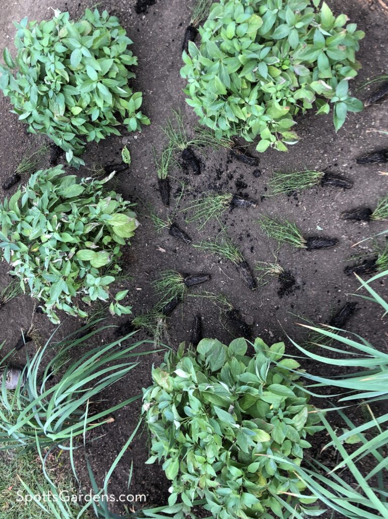 Rethink Annual Mulching in the Garden - Spotts Garden Service