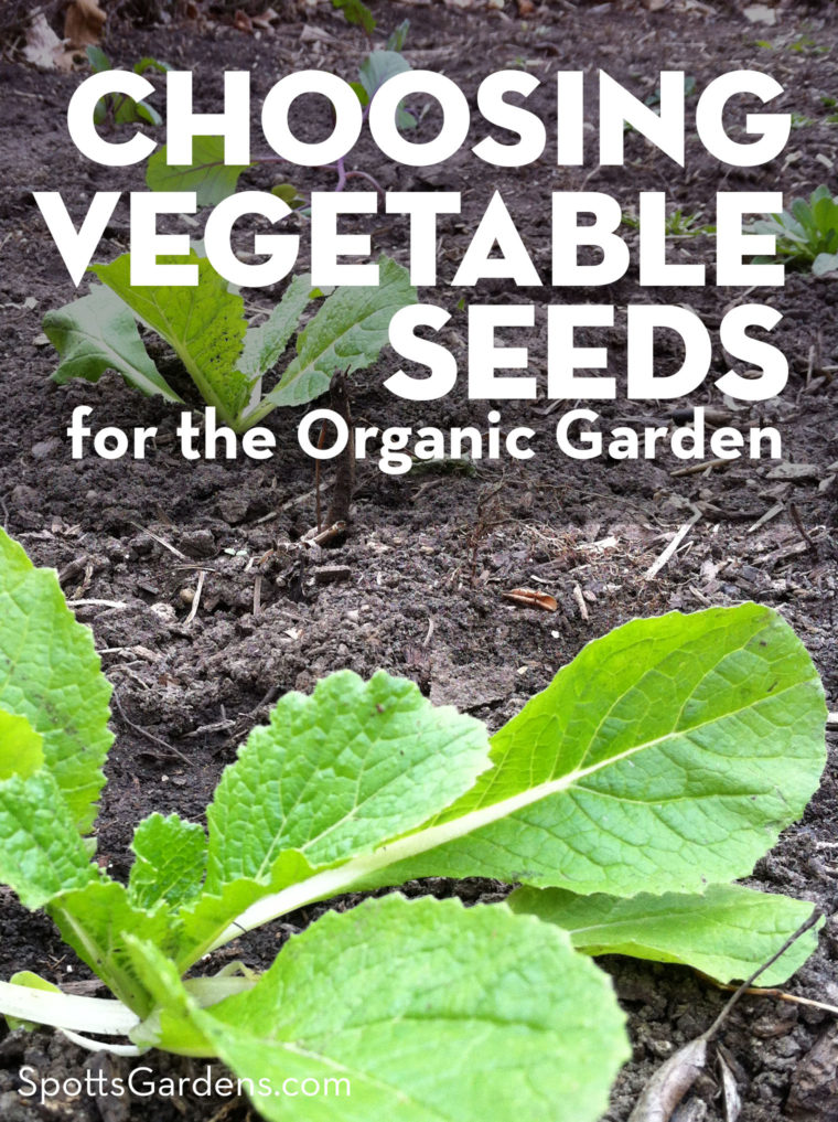 Choosing Vegetable Seeds for the Organic Garden