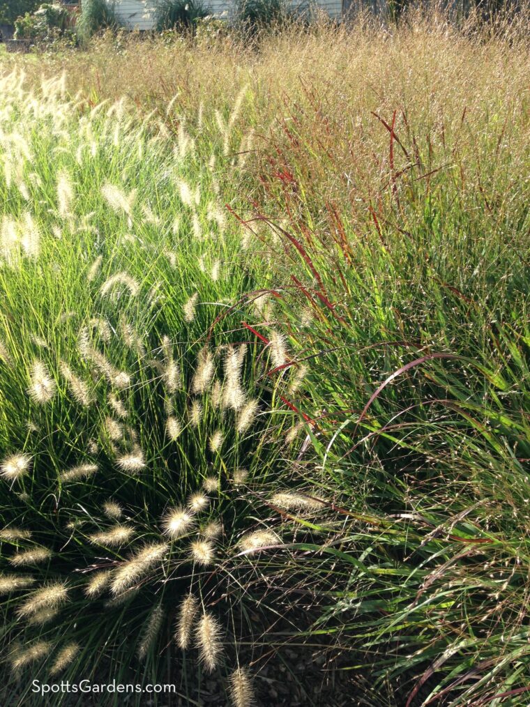 Swichgrass and fountaingrass planted together