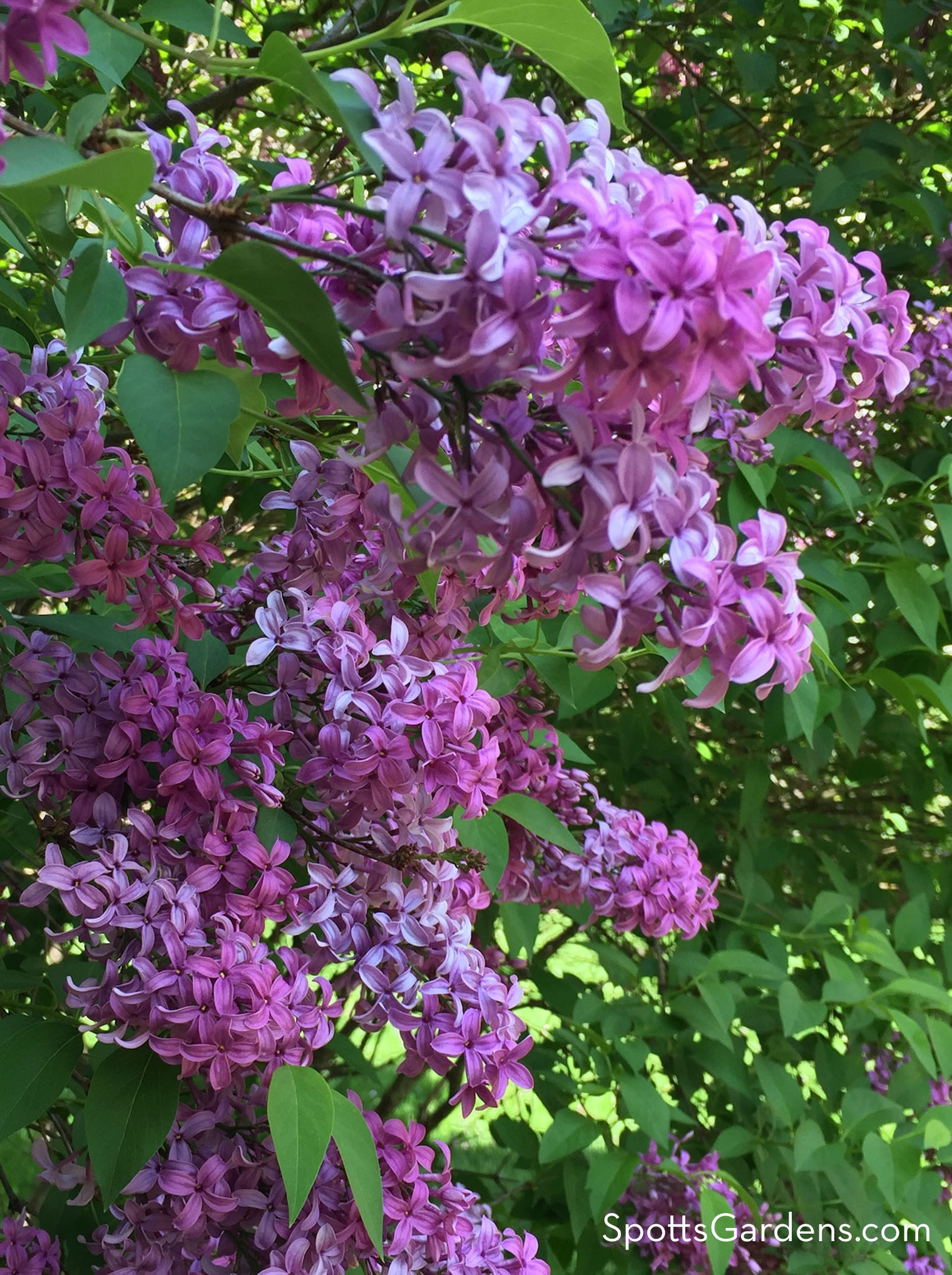 Lilacs should be pruned after they bloom
