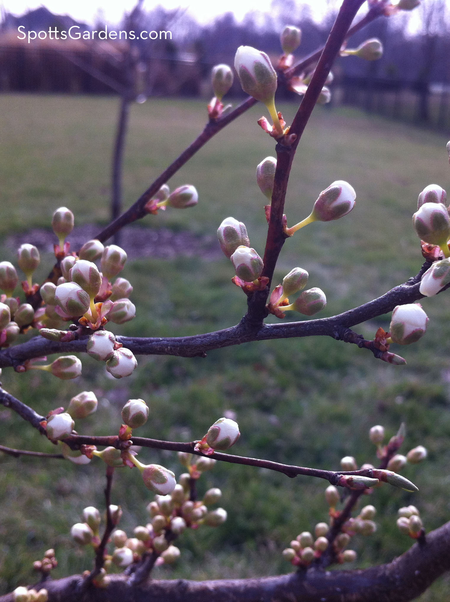 Peach buds