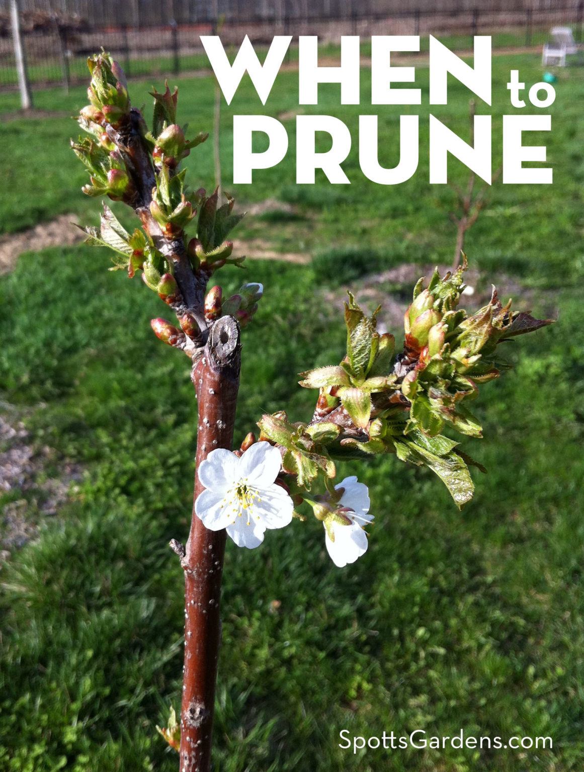 When to Prune The Garden Pruning Calendar Spotts Garden Service