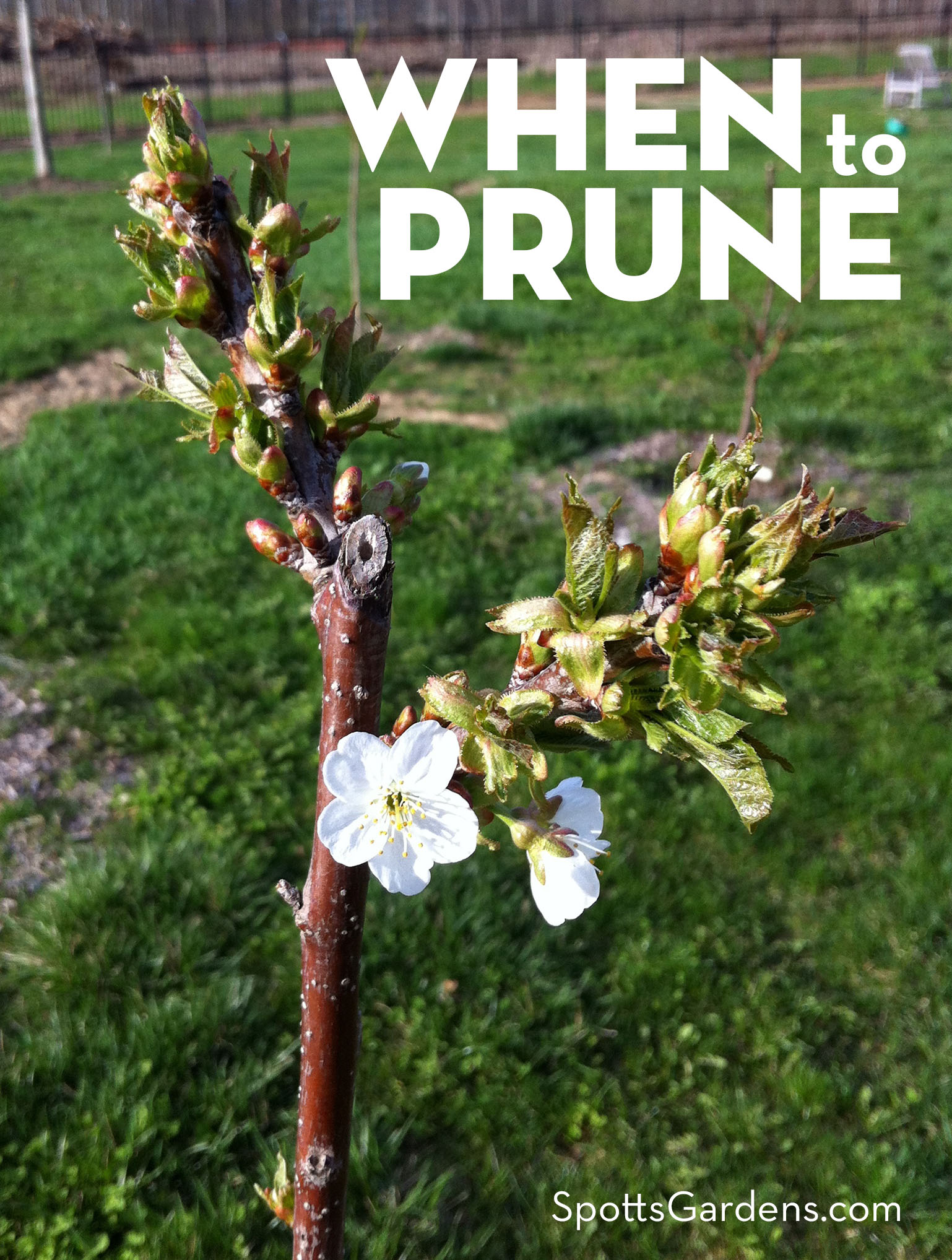 When to Prune