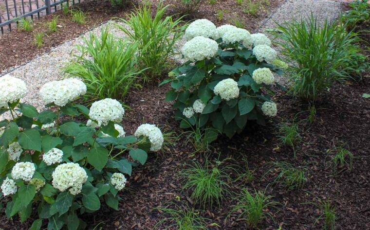 Hydrangea shrubs and carex surrounded by mulch