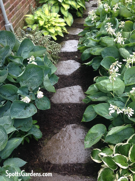 Stone path through hosta shade garden