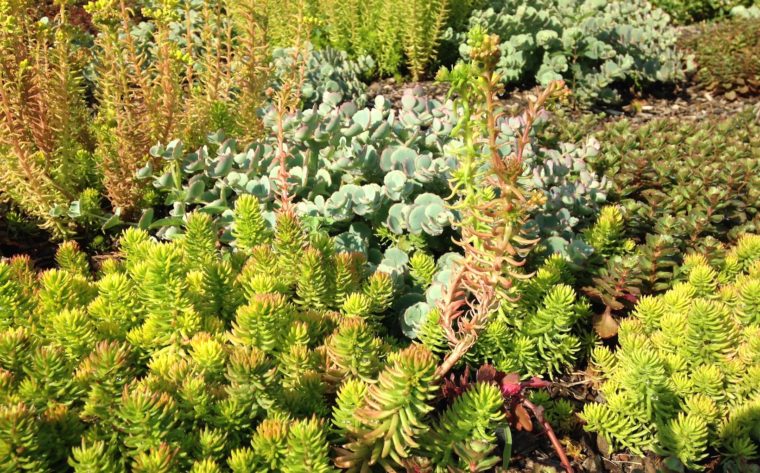 Mix of green sedums acting as groundcover