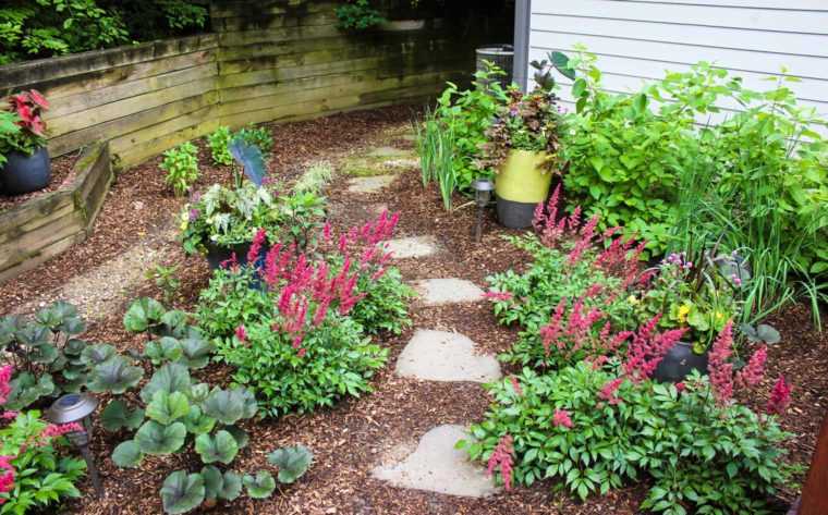 A Shady Rain Garden