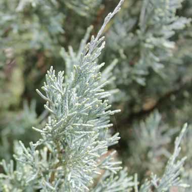 Juniperus scoparium