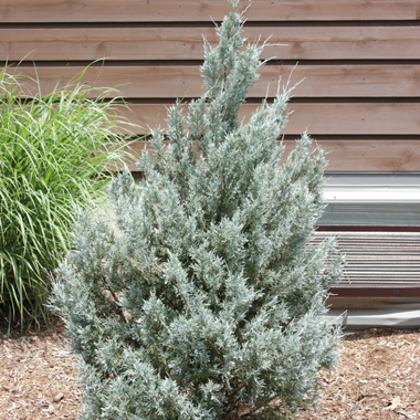 Juniperus Scoparium