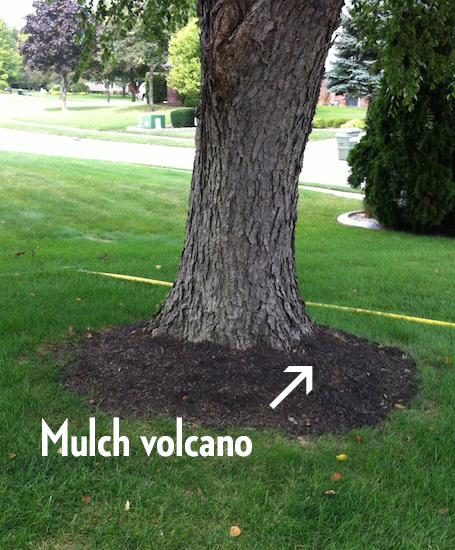 Mulch Volcano
