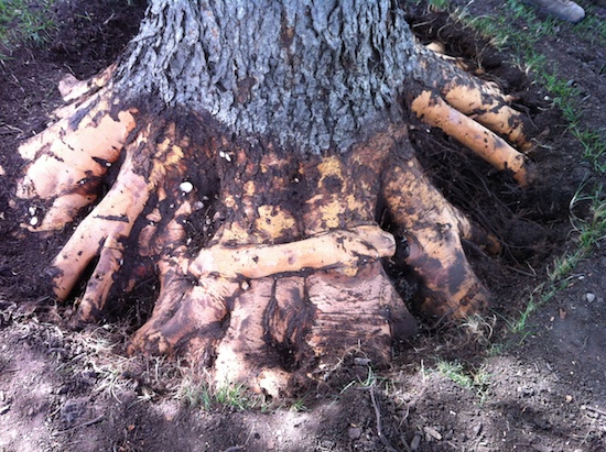 Pruned Roots