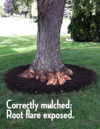 Correctly Mulched Tree